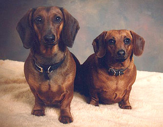 Buddy and Baby