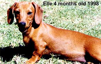 Elle (4 mths)