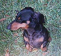 Auggie