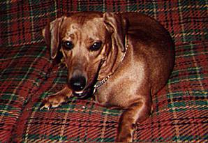 Frankie