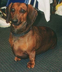 Buddy