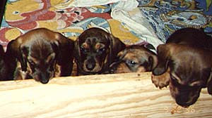 Gaby's puppies