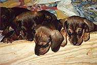 Gaby's puppies