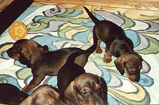 Gaby's puppies