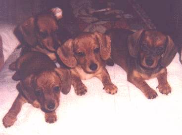 puppies