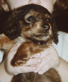 Sparky
