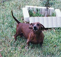 Ziggy