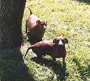 Ziggy and Spencer